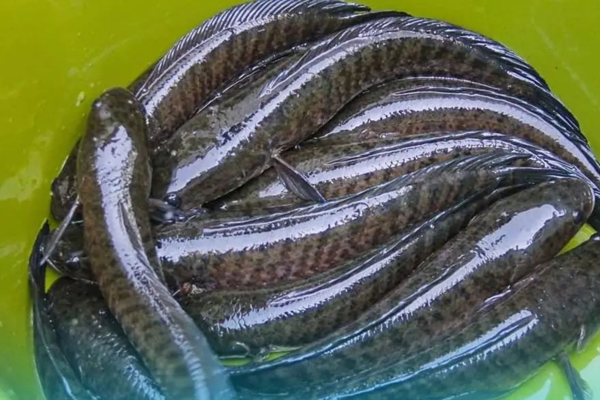 Budidaya Ikan Gabus Terintegrasi Industri Pengolahan